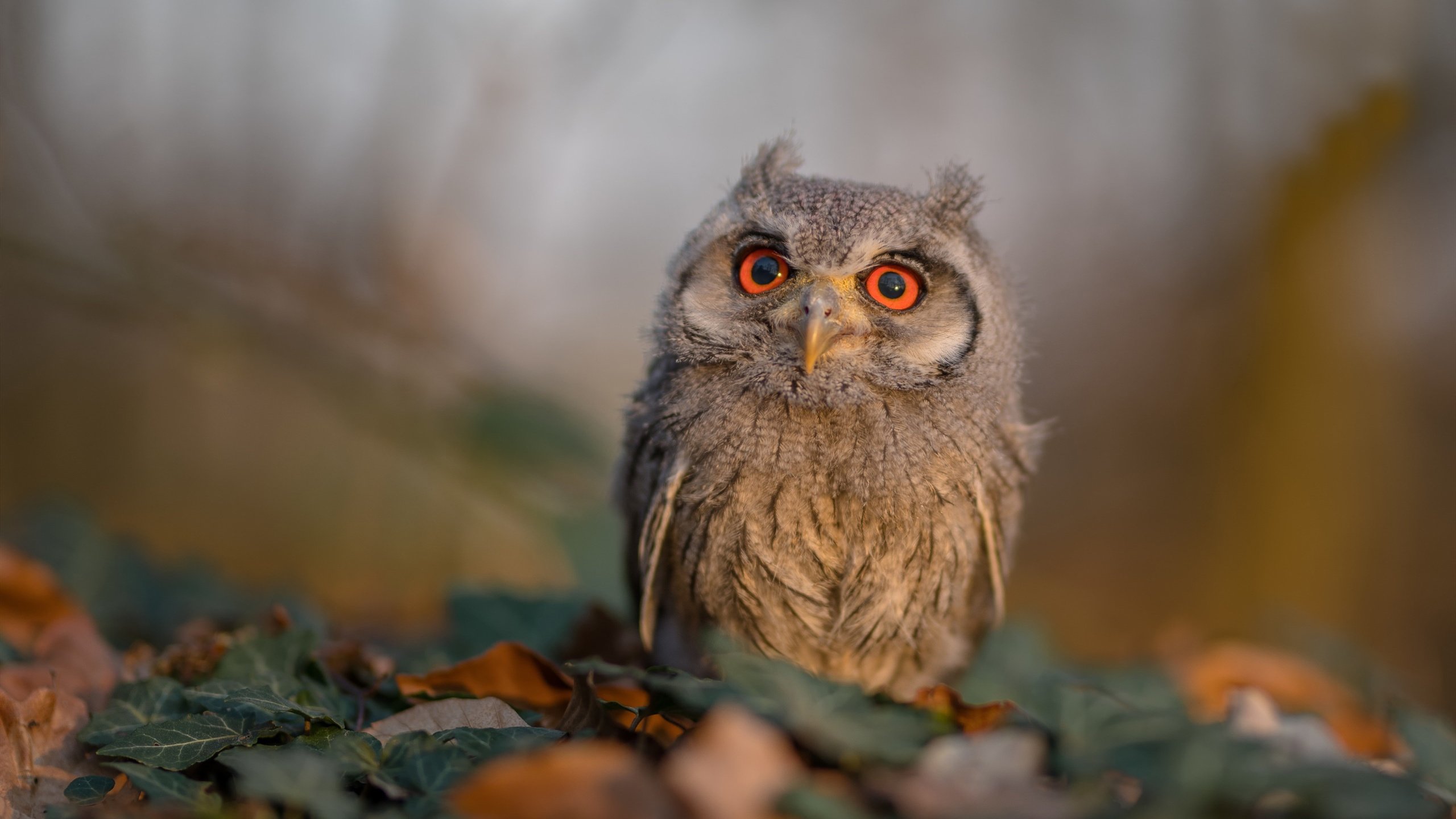 爱游戏娱乐网址-跟踪报道：中超最新积分榜变动背后玄机，中超积分战报