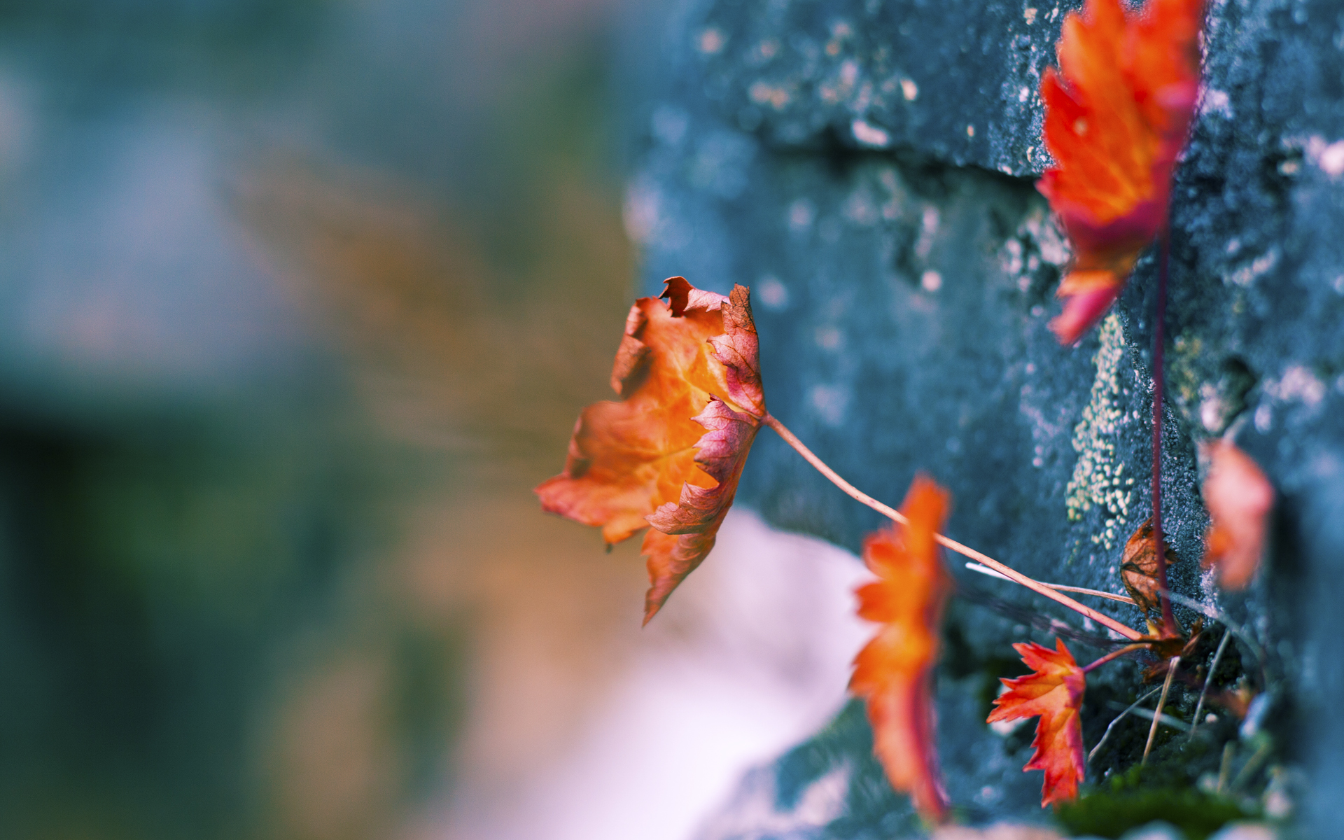 爱游戏体育app-车队风云：从磨合到巅峰的幕后故事，车队 下载