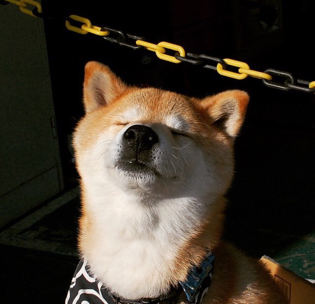 爱游戏app-高原雪地橇比赛，冰雪中的速度盛宴，雪橇在雪地起什么作用