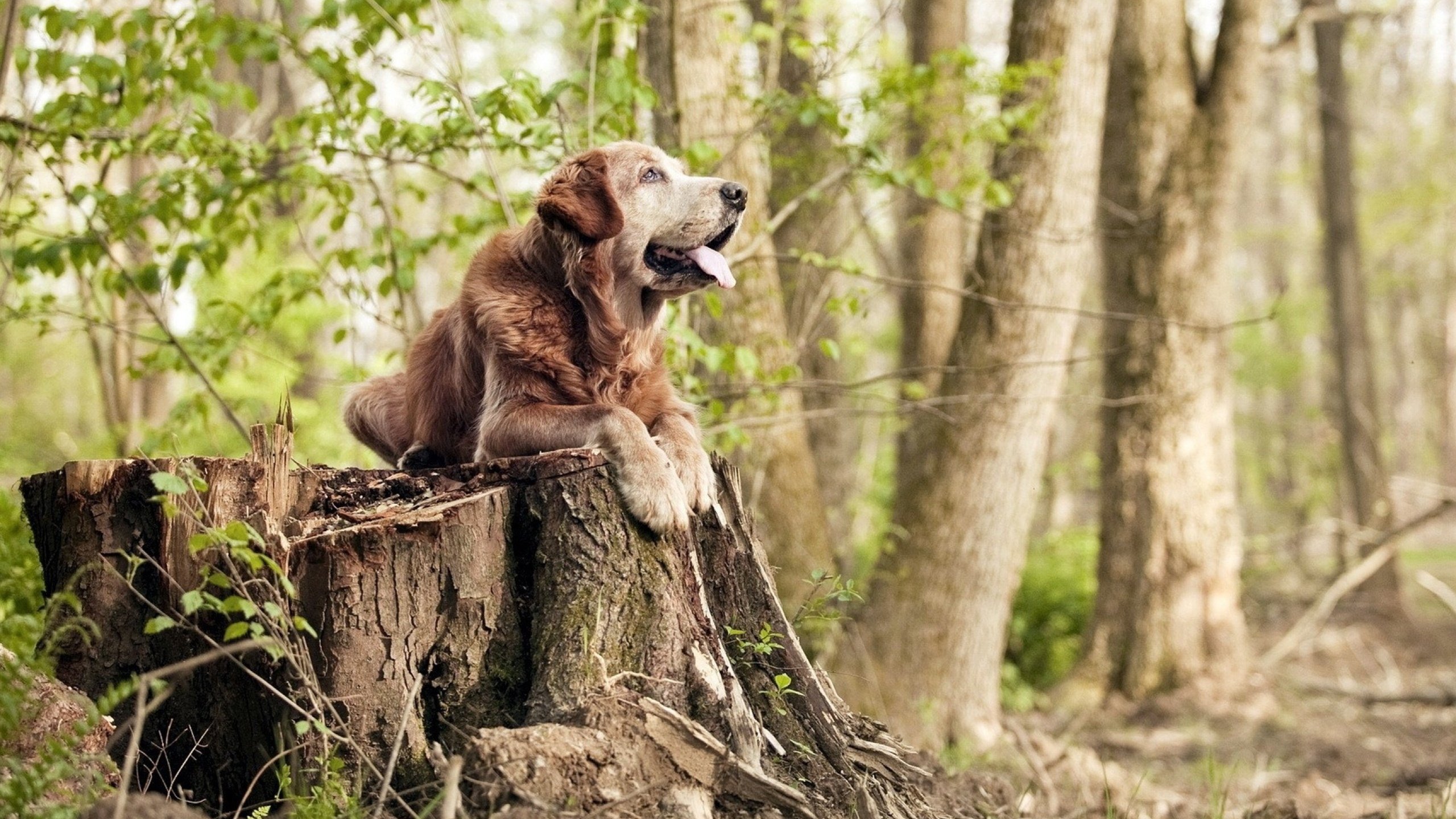 LCK选手转会合同细节披露,lck 转会