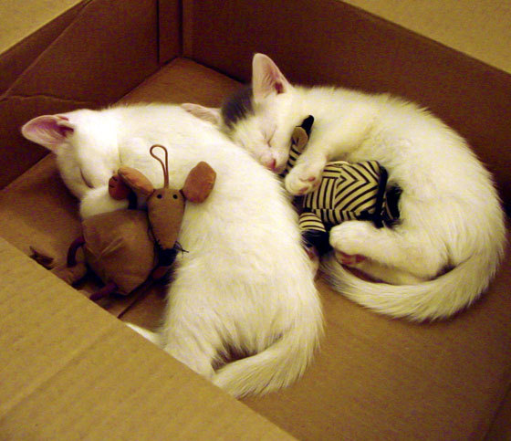 伊朗男足在巴黎奥运会上取得历史性成绩，伊朗男足最好成绩