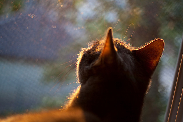 切尔西女足引入先进训练设备,切尔西女足教练