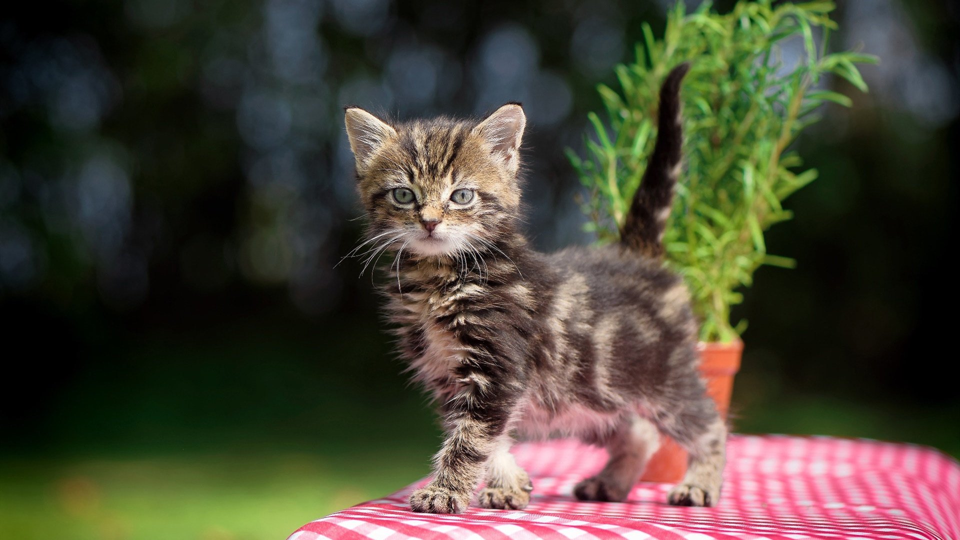 堡垒之夜推出独家迪士尼皮肤包,travis scott堡垒之夜皮肤