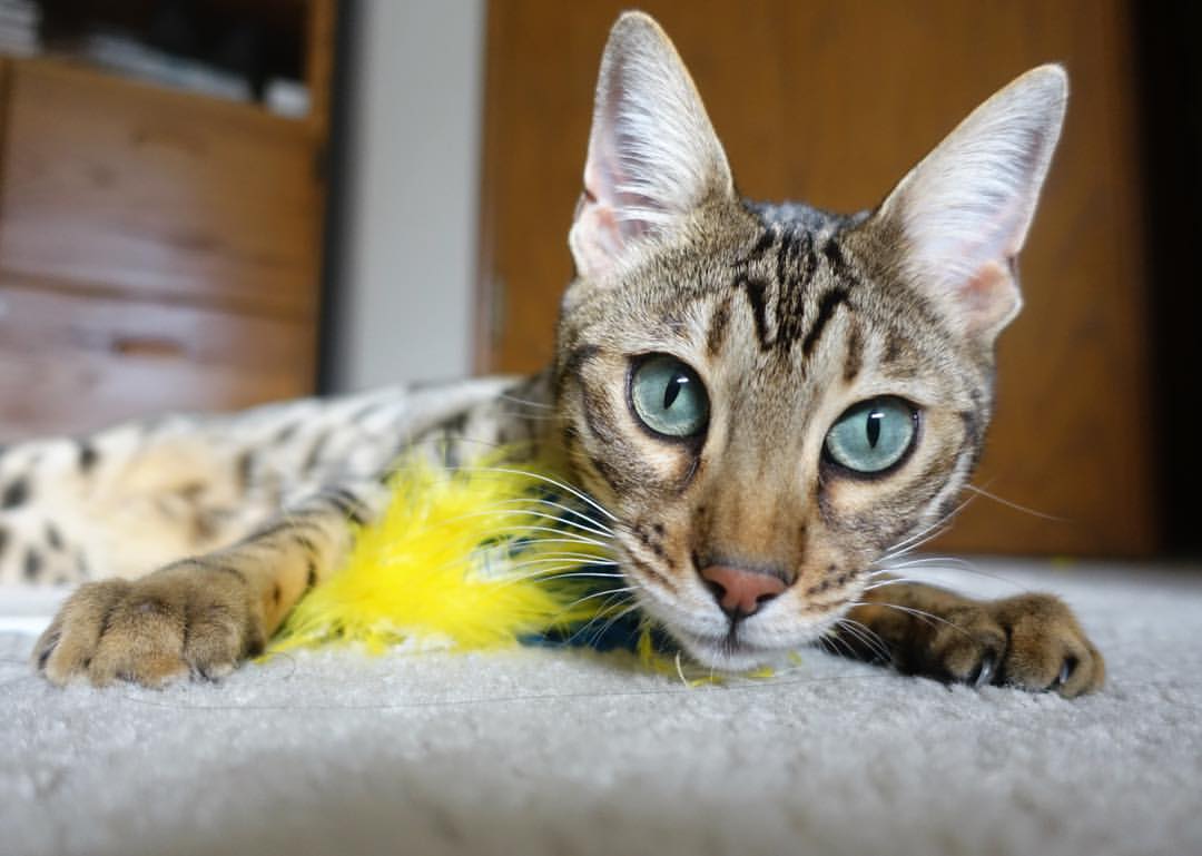 拜仁慕尼黑力压多特蒙德,大将状态神勇,拜仁慕尼黑vs多特蒙德视频直播