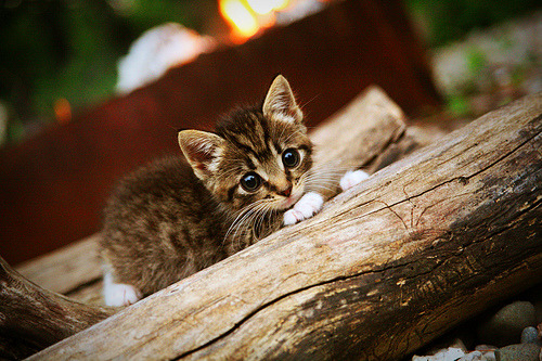 爱游戏官方网站-新疆队气势如虹，全队留给对手无可奈何！，新疆队的队员名单