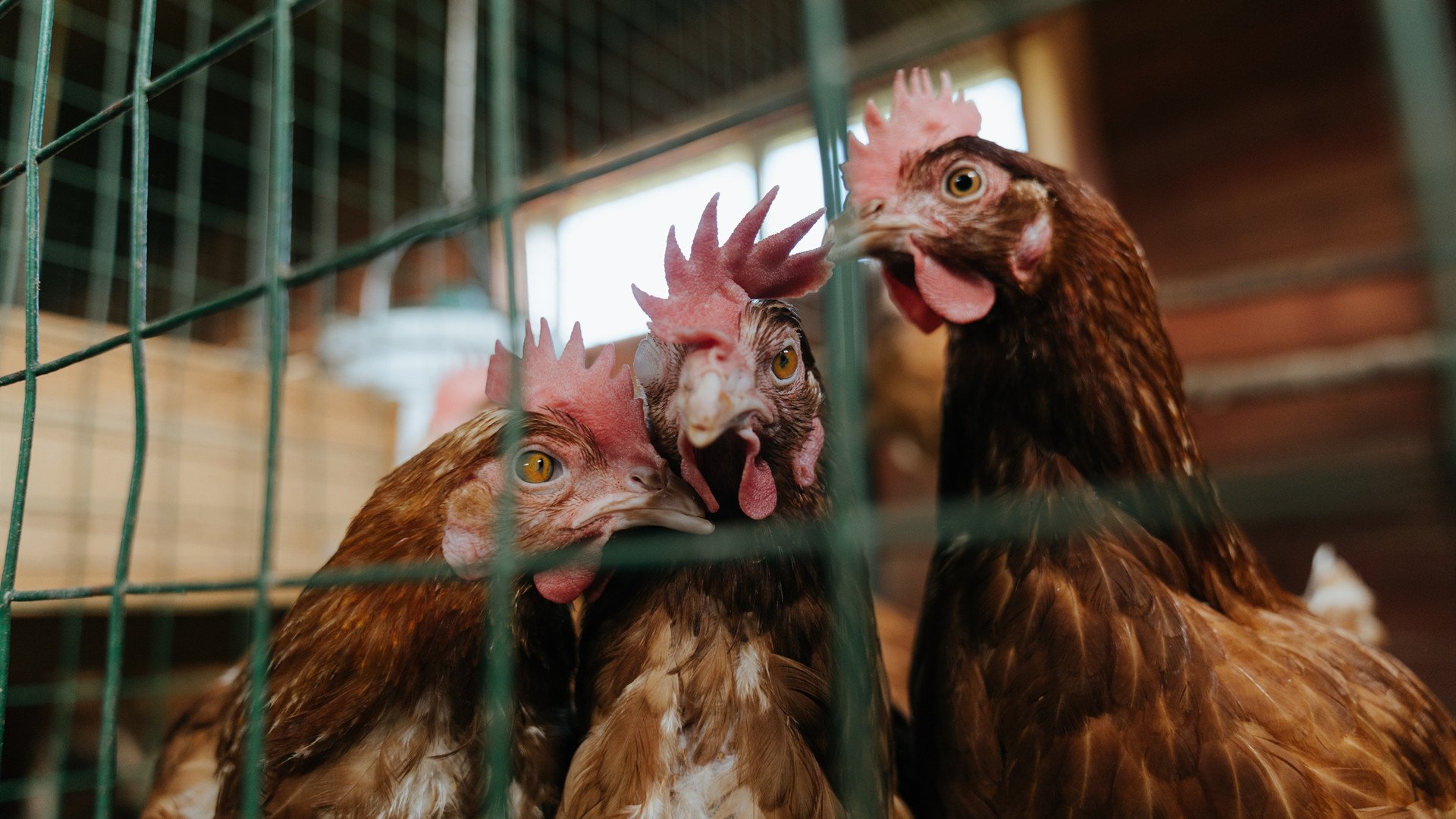 爱游戏体育APP下载-斯托克城主场击败纽卡斯尔，取得宝贵三分，斯托克城吧