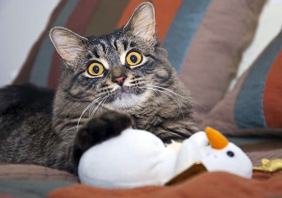 森林狼主场逆转唐斯关键表现,森林狼主帅