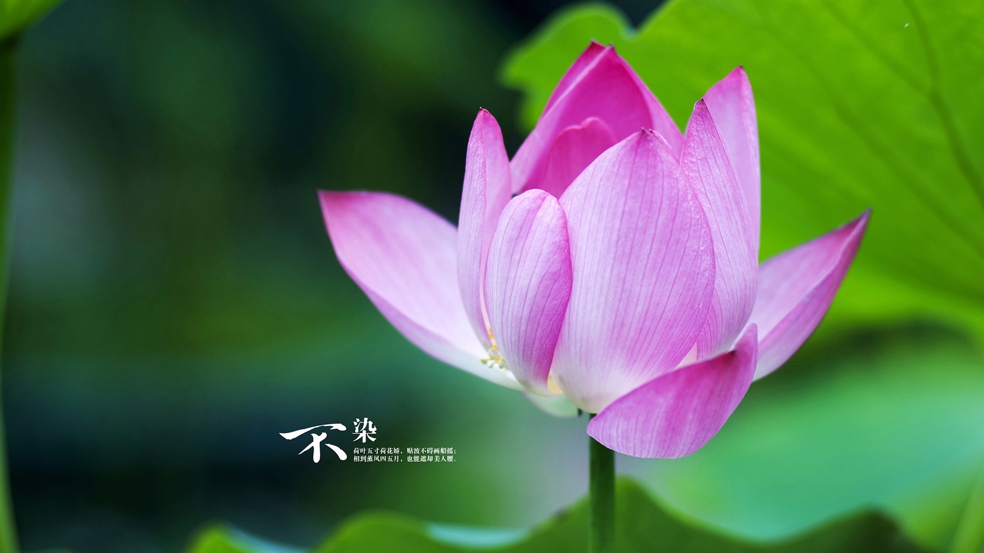 福建队力克广东,收获赛季关键胜利,福建队力克广东,收获赛季关键胜利的球员