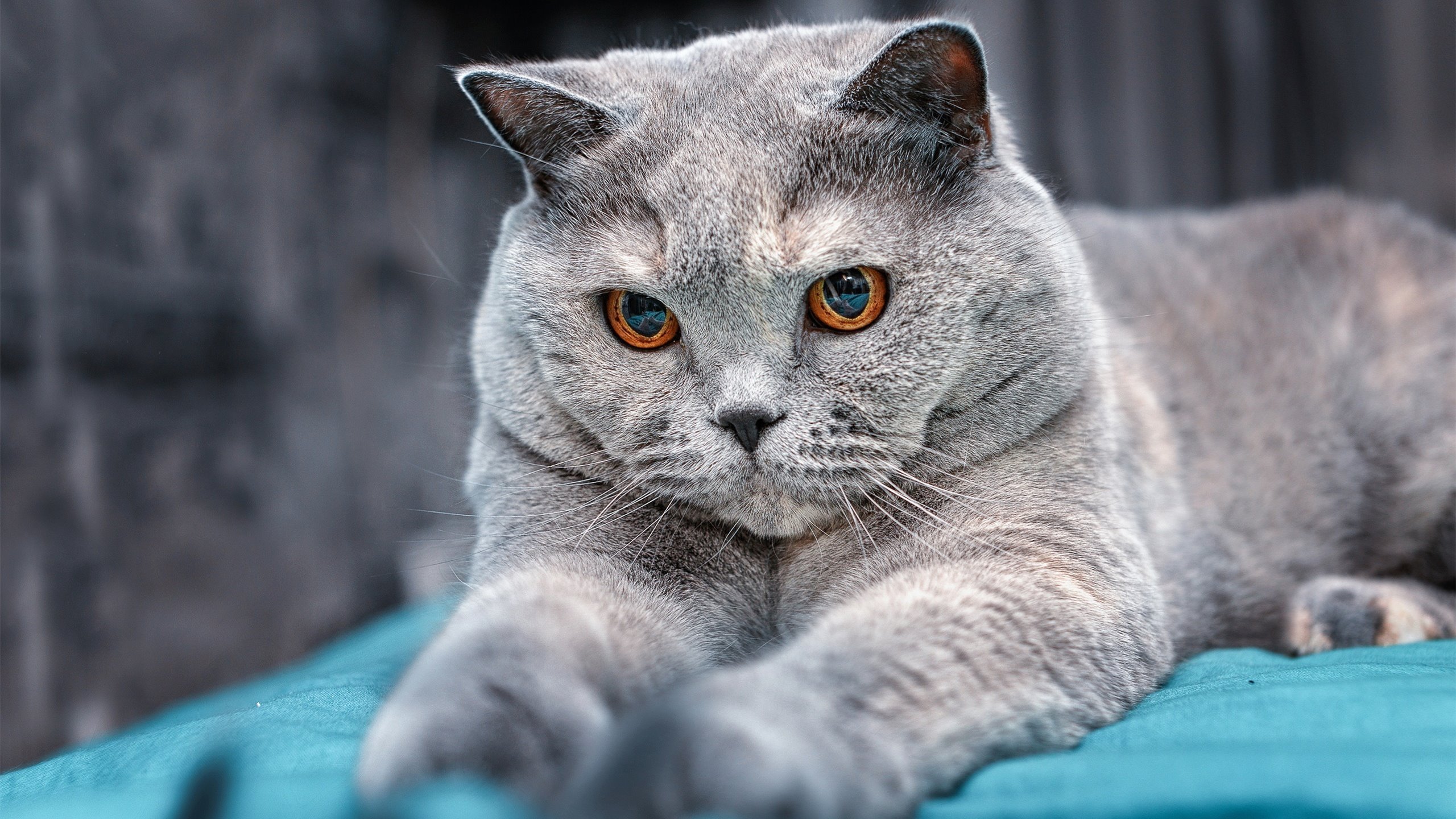 爱游戏下载-谢菲联稳健防守，刀锋战士全力保级，谢菲联队