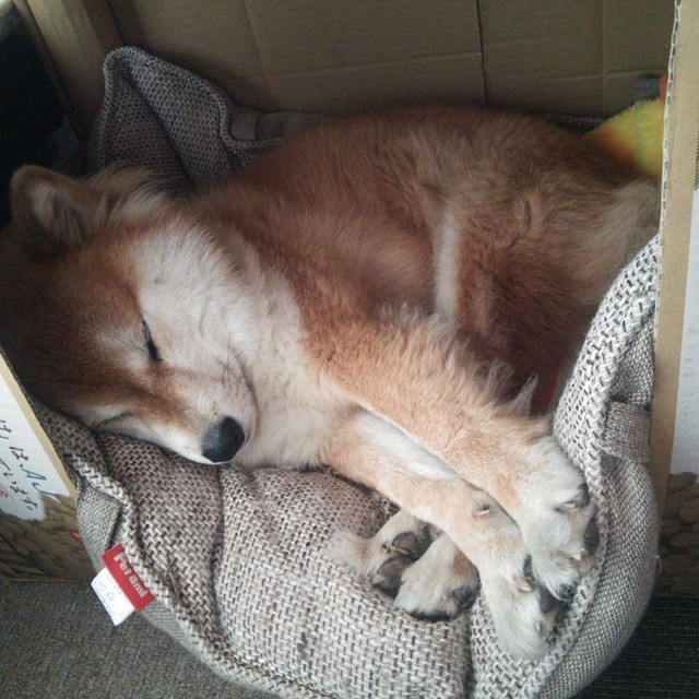 爱游戏中国官方登录入口网站-西班牙队夺得美洲杯冠军，庆祝活动持续进行，西班牙进攻美洲