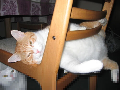 黄蜂队连续攻防转换效率创赛季新高,黄蜂队价值