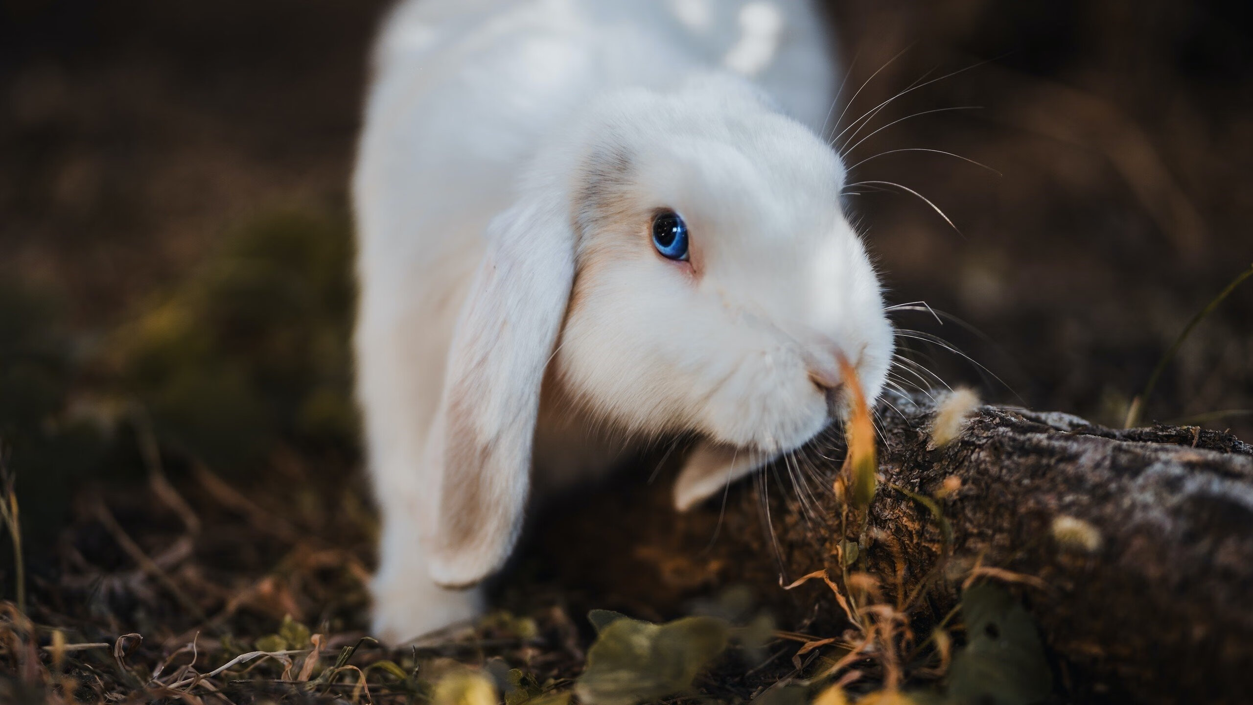 塞内加尔马术协会推出马匹健康管理系统,提升马匹福利。,马赛里尔
