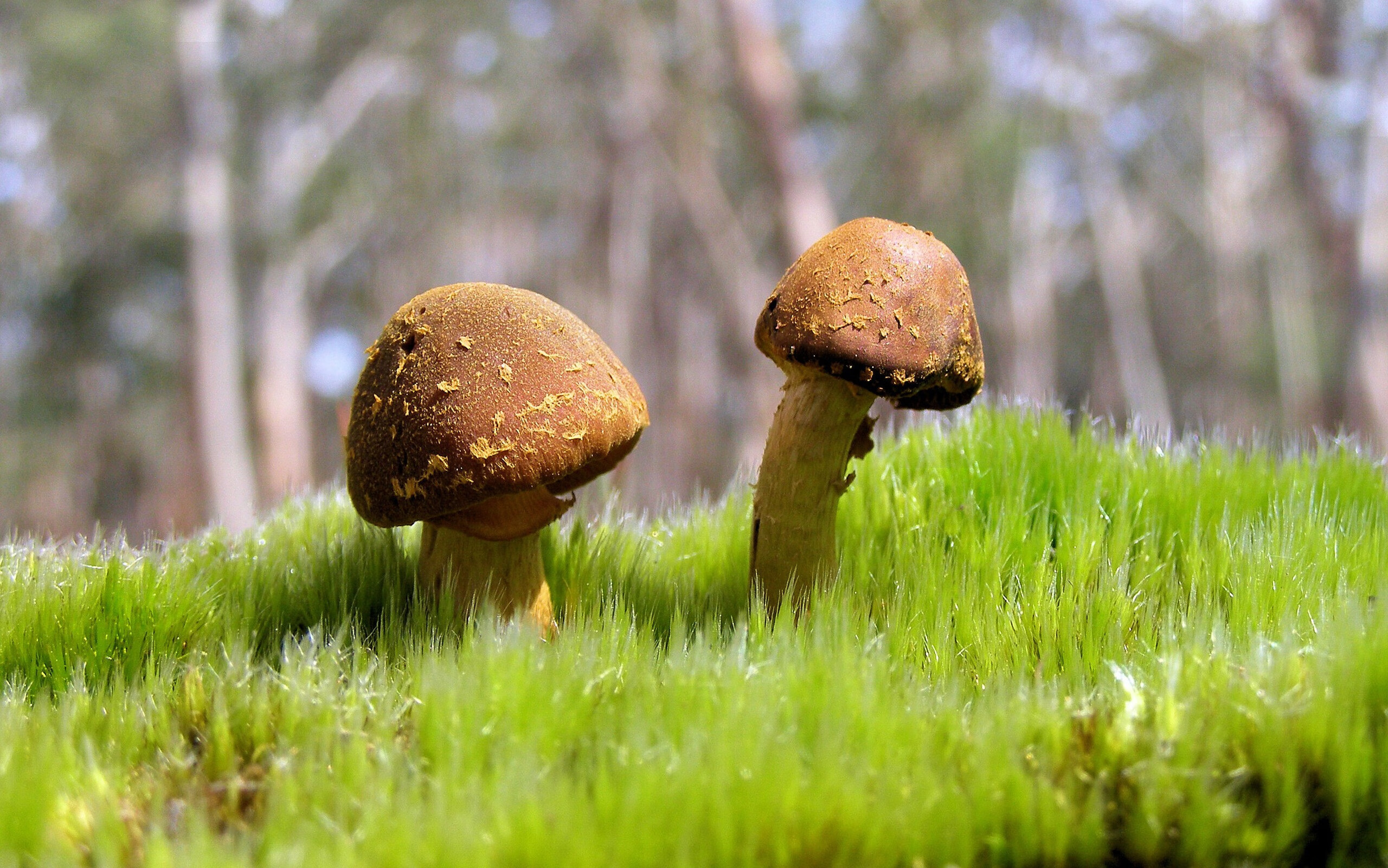 世界二人三球台球锦标赛中国队奋勇争先,三人台球怎么争夺冠军