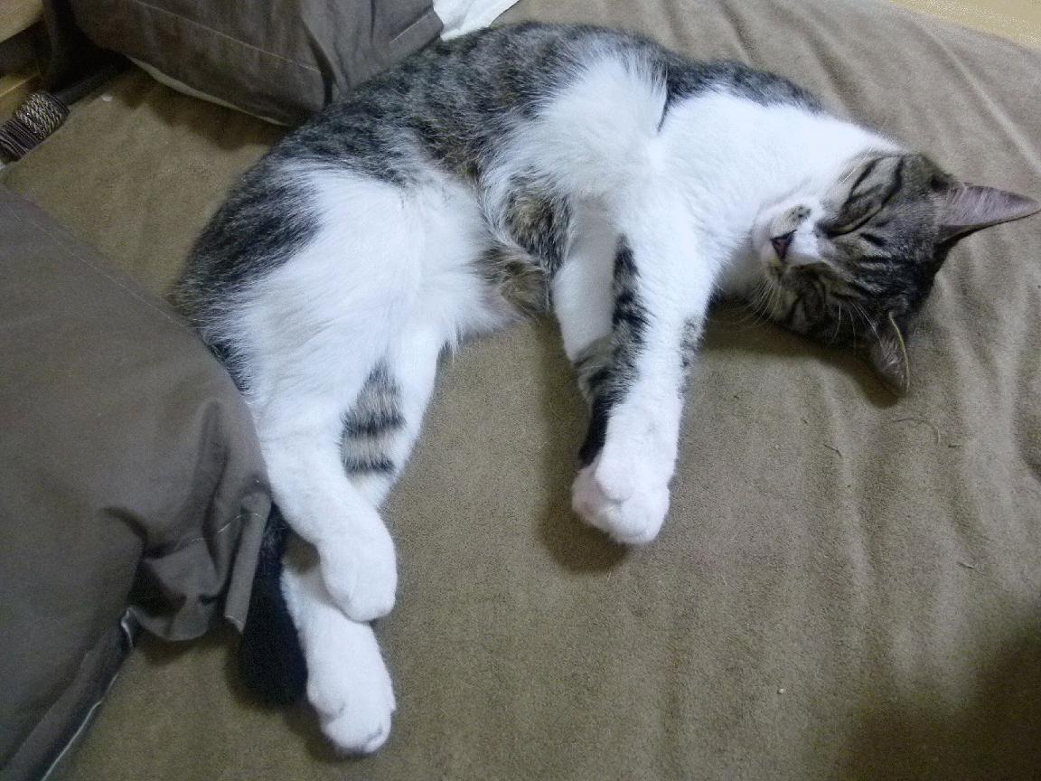 中国足球门将战术指挥能力评分标准,足球门将训练10个基本动作