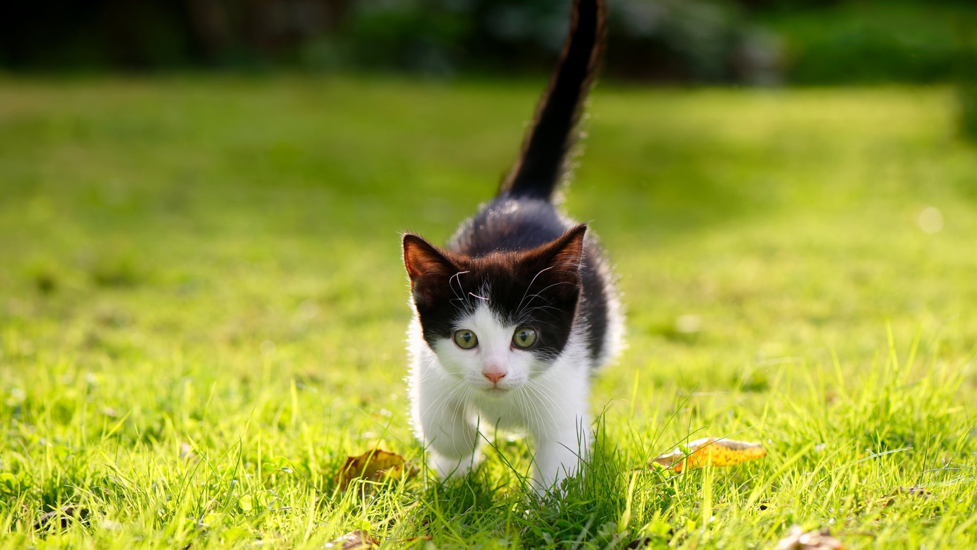 篮球运动员竞技状态实时监控系统设计,篮球监测app