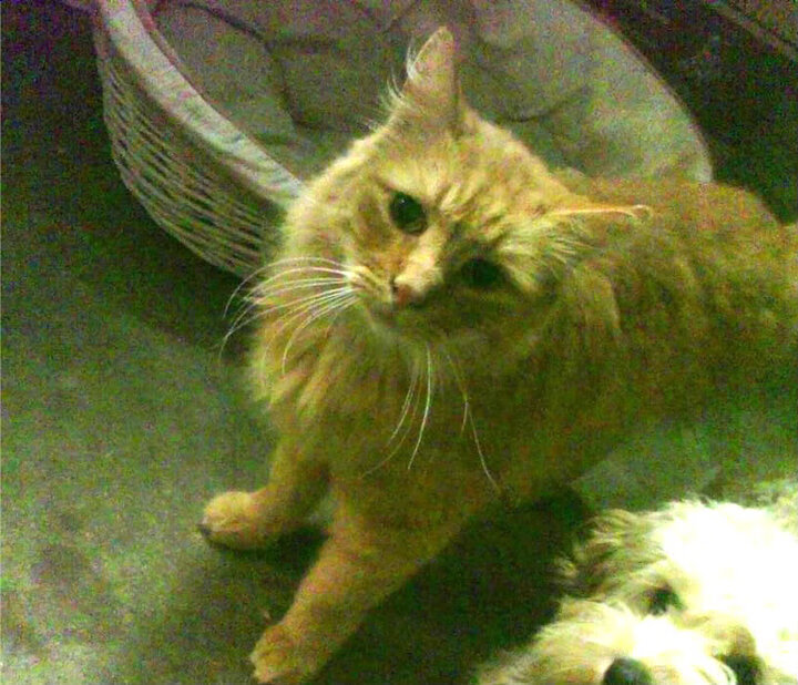 高校校园体育赛事组织与学生参与机制研究,高校校园体育赛事组织与学生参与机制研究论文