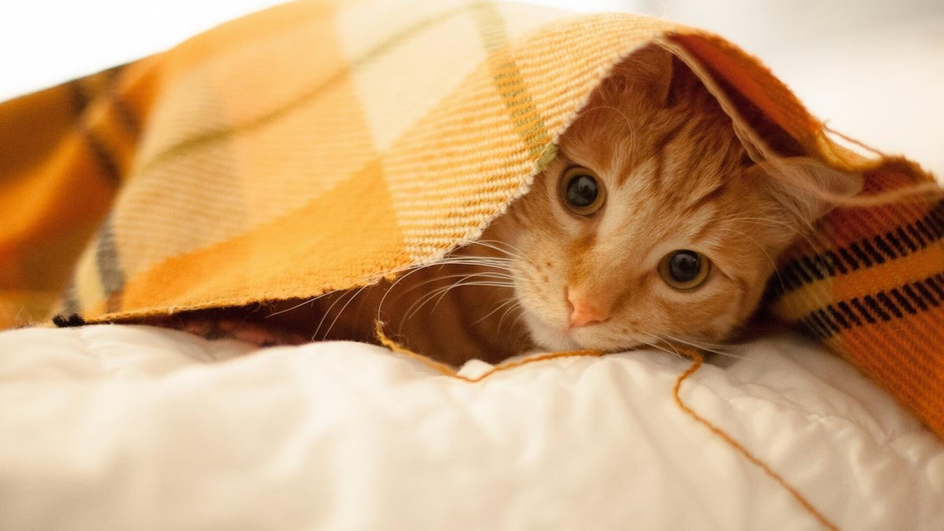 PSG球员体能分配不均暴露隐患,球员能力值pac