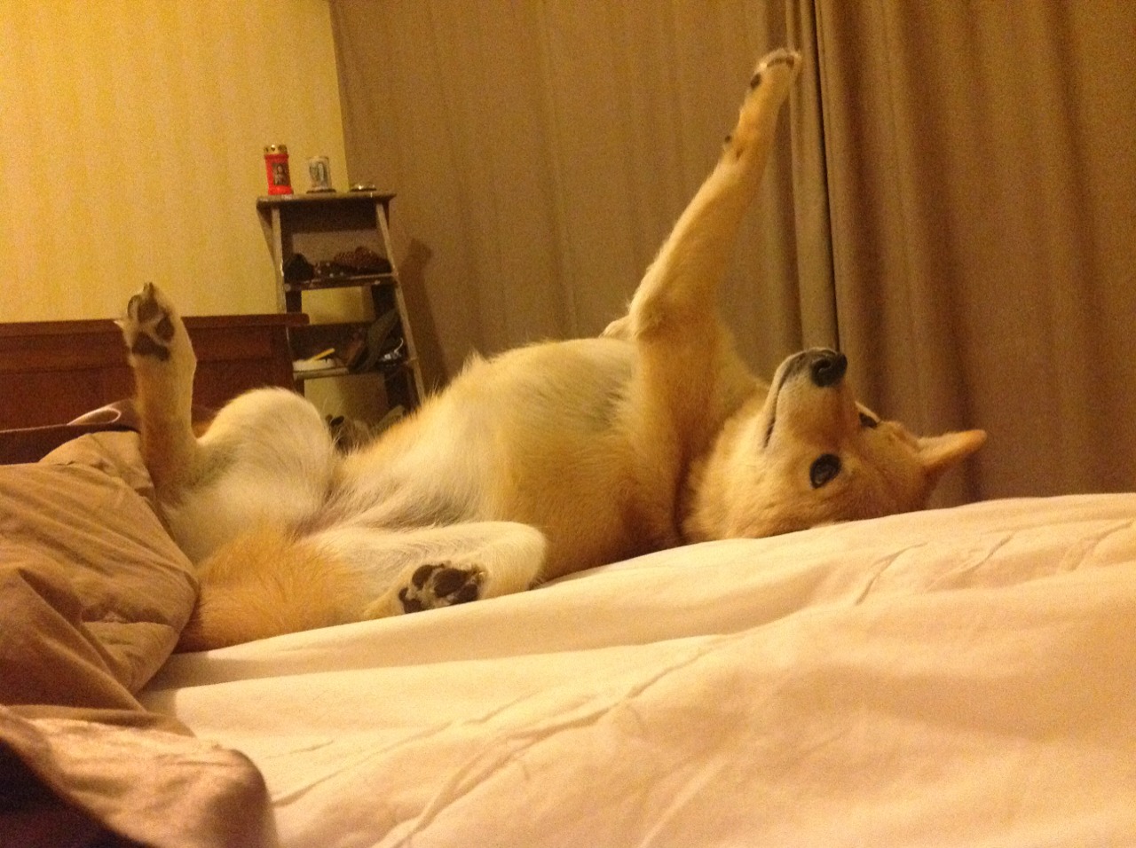 “新都香城赛场,福乐球决赛迎来激烈对决”