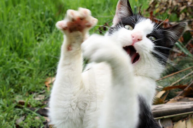 AYX官网-得分高潮是否常常伴随节奏加速阶段，高潮分为几个等级