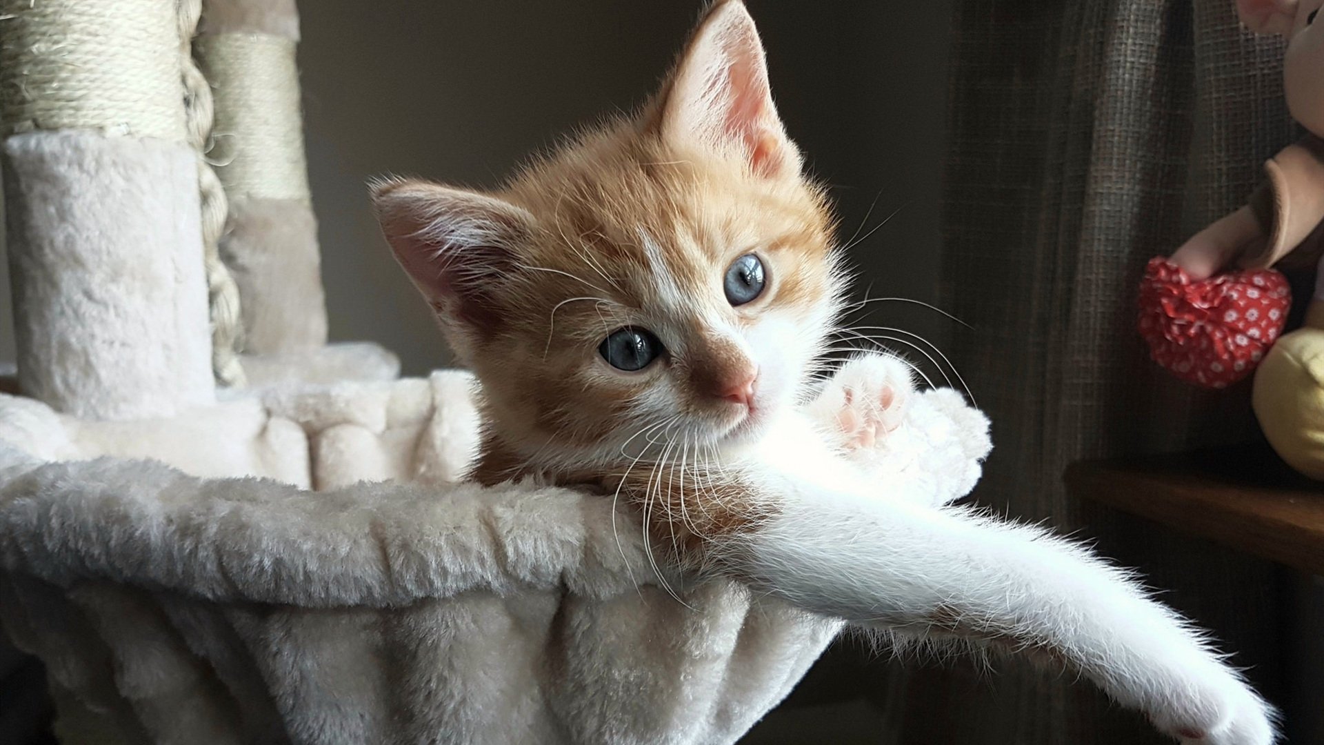 花样滑冰比赛增设创意动作展示环节,花样滑冰比赛内容