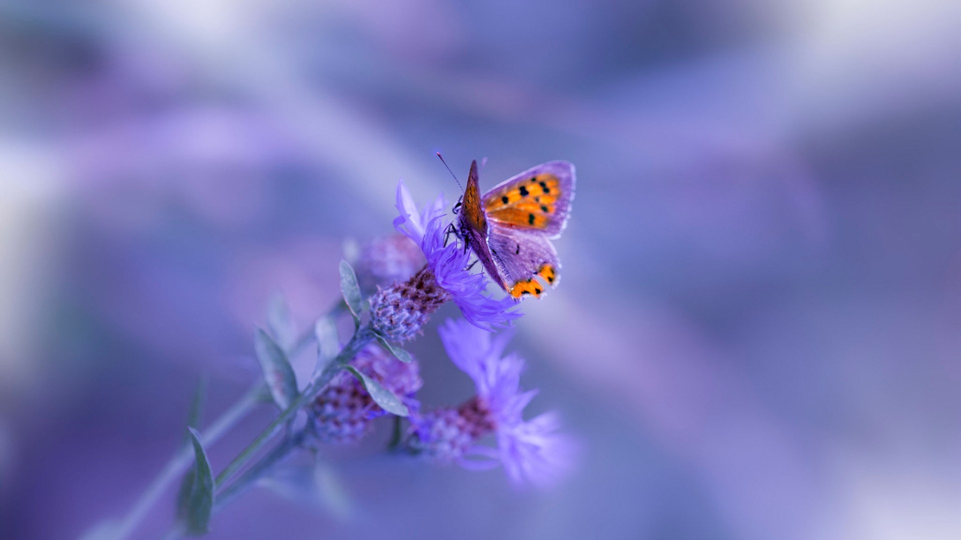 体育新闻中心发布退役运动员教育支持项目计划,退役运动员保障措施