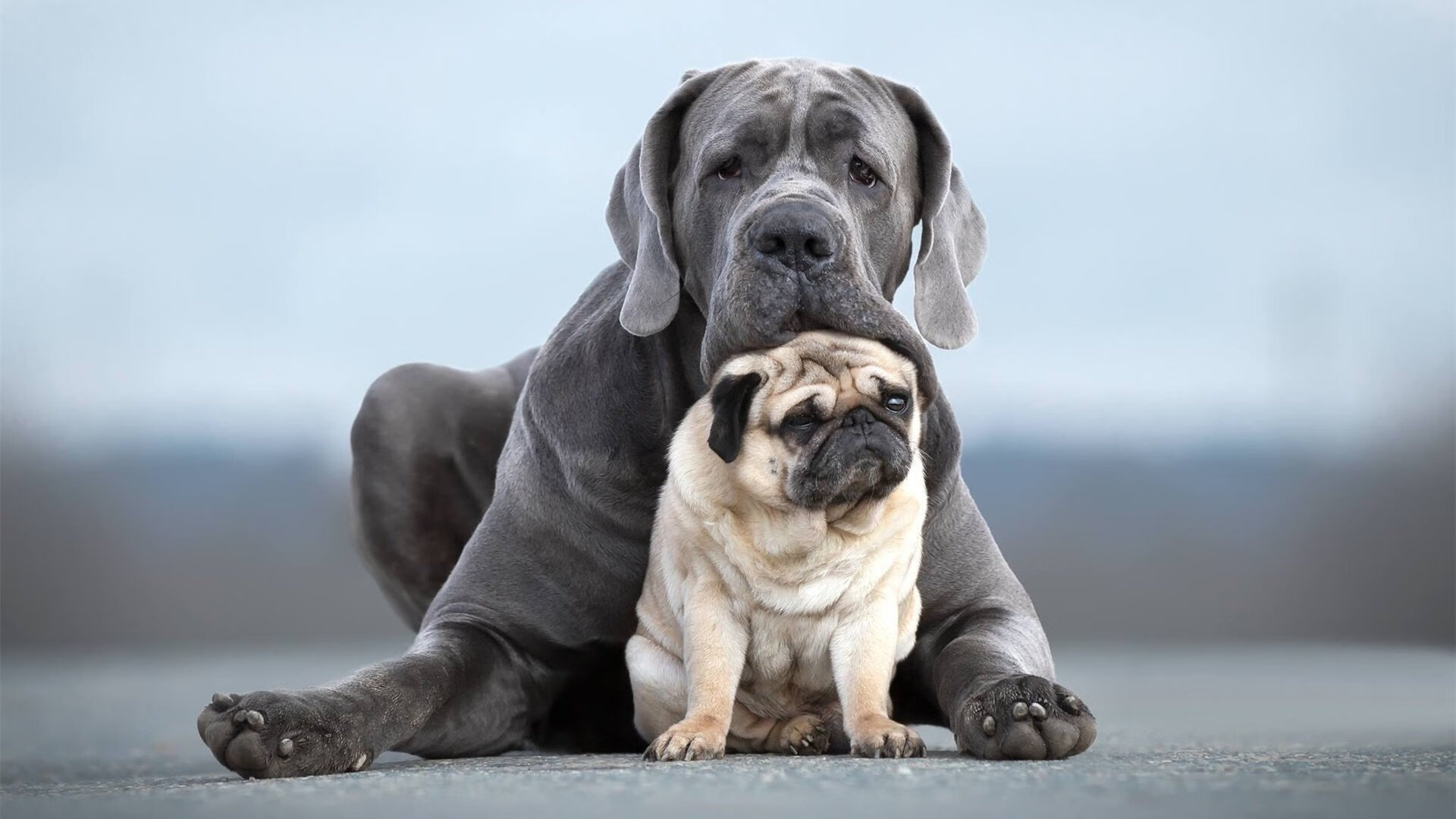 AYX GAME-蝶泳赛突尼斯选手冲入前八，蝶泳比赛视频欣赏