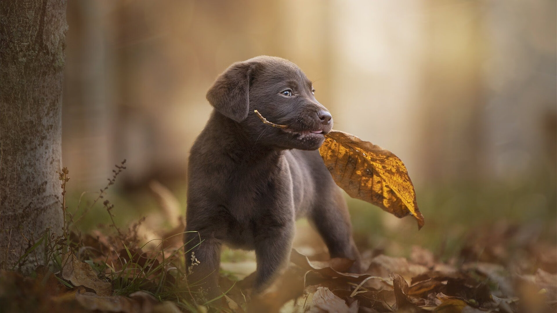 荷兰队在欧洲预赛中表现优异,晋级希望巨大