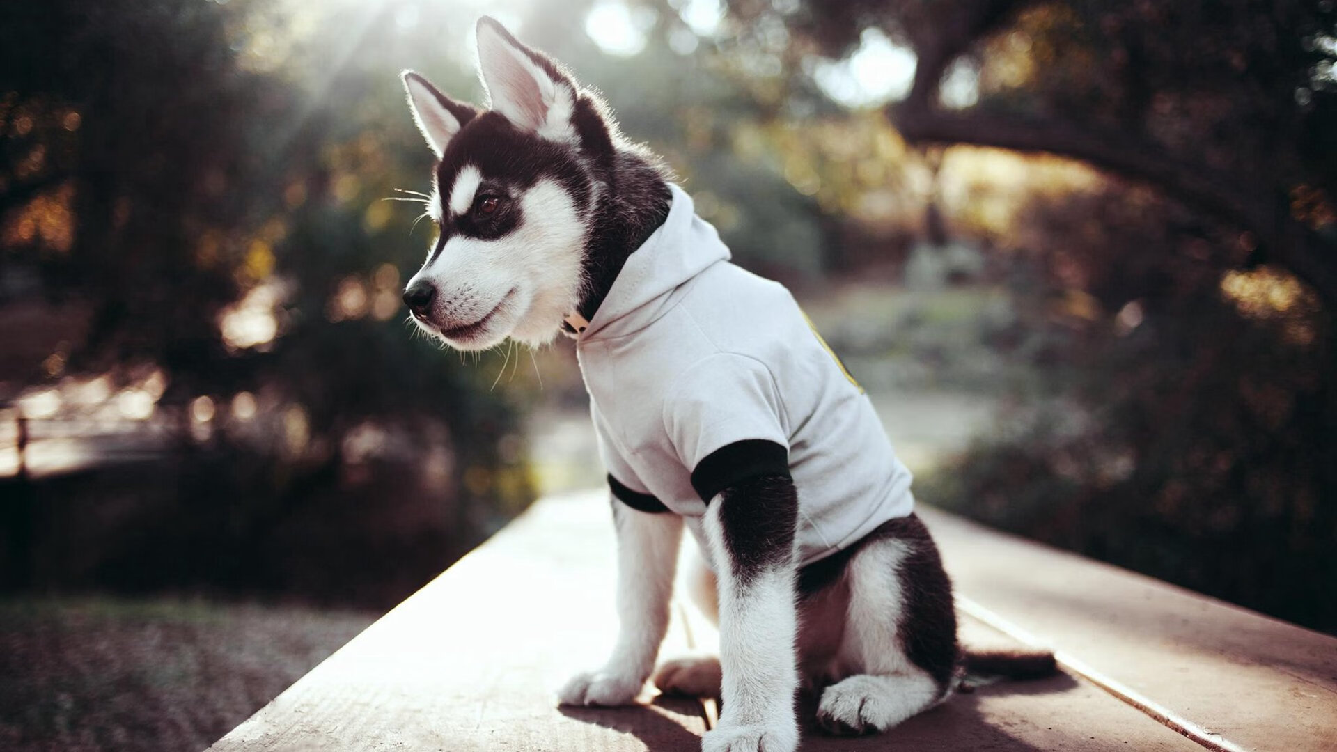 顶尖赛事主办权落地本地城市拉动经济效应初现,顶级赛事专项